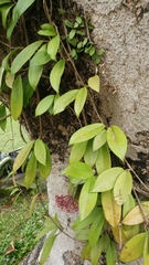 Hoya
