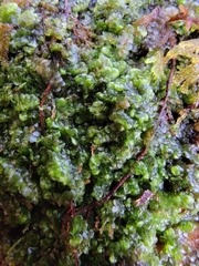 Calypogeia integristipula
