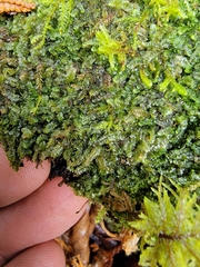 Calypogeia integristipula