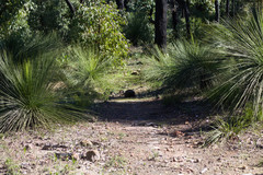 Tachyglossus aculeatus acanthion