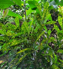 Codiaeum variegatum pictum
