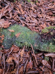 Calypogeia integristipula
