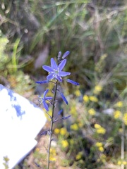 Caesia calliantha