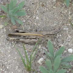 Chimarocephala elongata