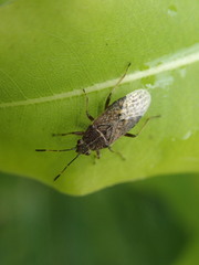 Rhypodes