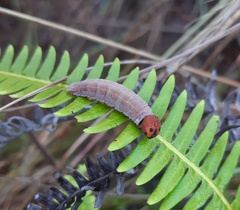 Chioides