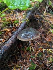 Xerocomellus atropurpureus