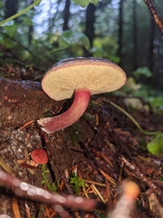 Xerocomellus atropurpureus