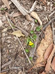 Goodenia rotundifolia