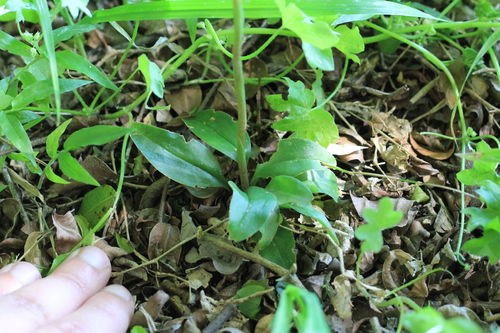 Image of Cyclopogon elatus by (c) Romi Galeota Lencina, some rights reserved (CC BY)