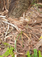 Dianella