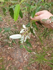 Alphitonia excelsa