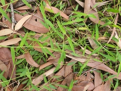 Poaceae