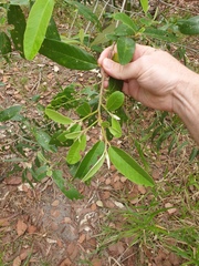Alphitonia excelsa