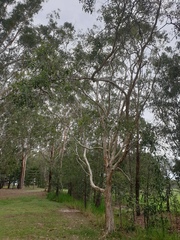 Melaleuca quinquenervia