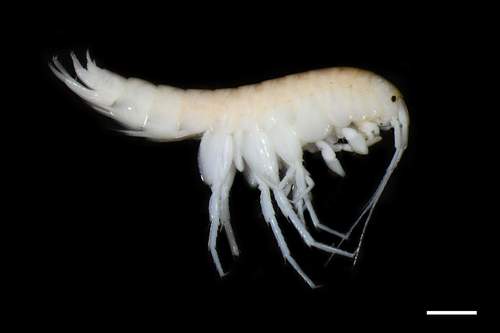 Small Stream Crangonyctid Crangonyx Minor INaturalist Small Stream Crangonyctid Crangonyx Minor INaturalist