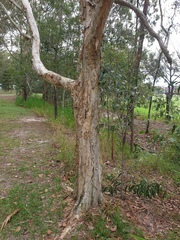 Melaleuca quinquenervia