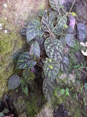 Smithiantha multiflora