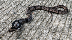 Pseudoxenodon bambusicola