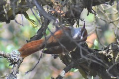 Cranioleuca antisiensis