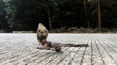 Pseudoxenodon bambusicola