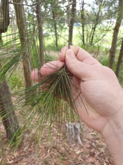 Allocasuarina littoralis