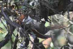 Cranioleuca antisiensis