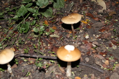 Marasmius oreades