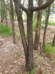 Allocasuarina littoralis