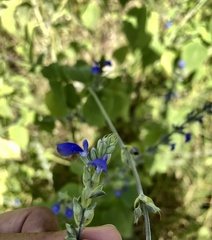 Salvia leptostachys
