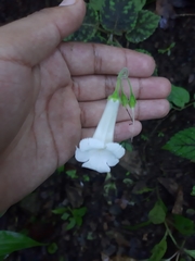 Smithiantha multiflora