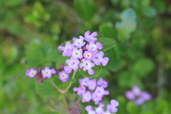 Lantana megapotamica