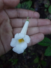 Smithiantha multiflora
