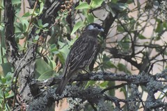 Zaratornis stresemanni
