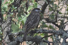 Zaratornis stresemanni
