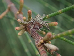 Socca pustulosa