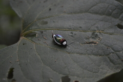 Asphaera albomarginata