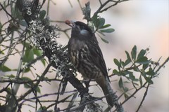 Zaratornis stresemanni
