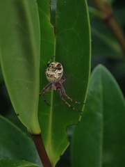 Salsa fuliginata