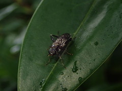 Exaireta spinigera