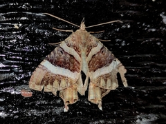 Coronidia leachi