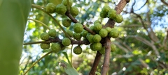 Ficus arnottiana