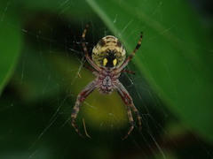 Salsa fuliginata