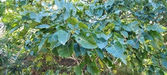 Ficus arnottiana