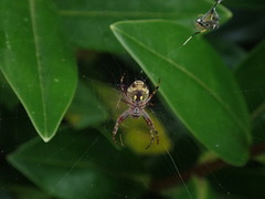 Salsa fuliginata