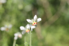 Blumenbachia insignis