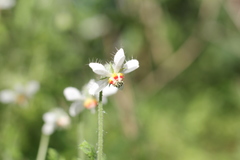 Blumenbachia insignis