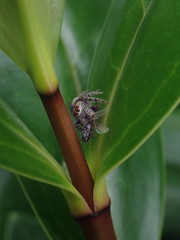 Opisthoncus polyphemus