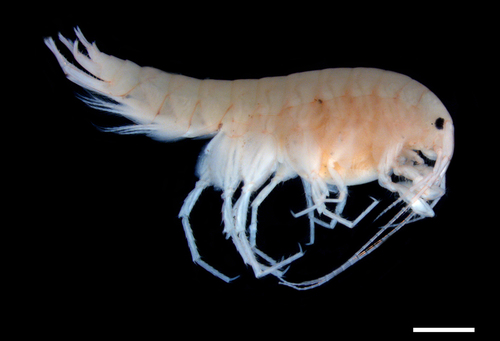 Crangonyx floridanus
