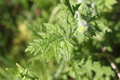 Blumenbachia insignis